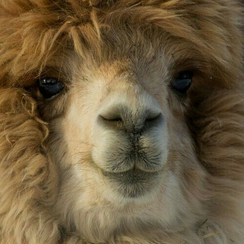 Avatar Lama Worlds